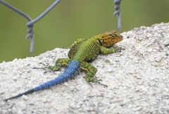 Sceloporus taeniocnemis