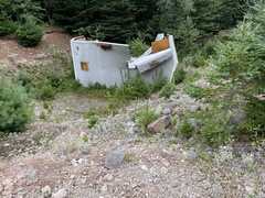 Anaphalis margaritacea