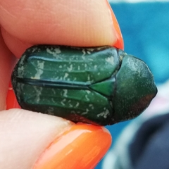 Euphoria westermanni