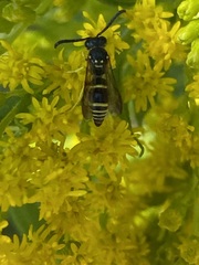 Ancistrocerus adiabatus