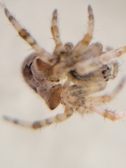Araneus gemmoides
