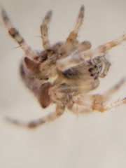 Araneus gemmoides