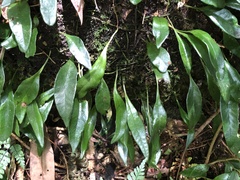Lemmaphyllum rostratum