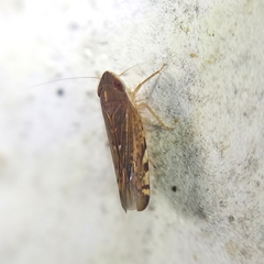 Portaninae