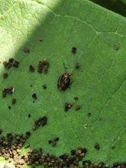 Phylloscelis atra