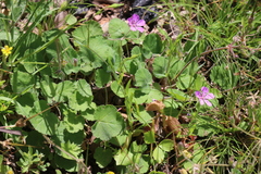 Erodium battandieranum