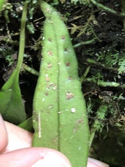 Lemmaphyllum rostratum