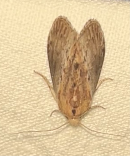 Galleria mellonella