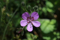 Erodium battandieranum