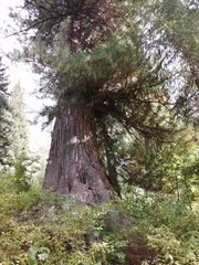 Pinus sibirica