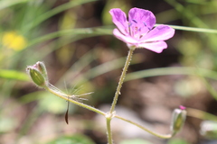Erodium battandieranum