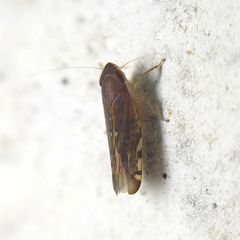 Portaninae