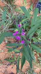 Vernonia noveboracensis