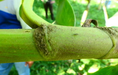 Costus laevis