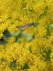 Myzinum quinquecinctum