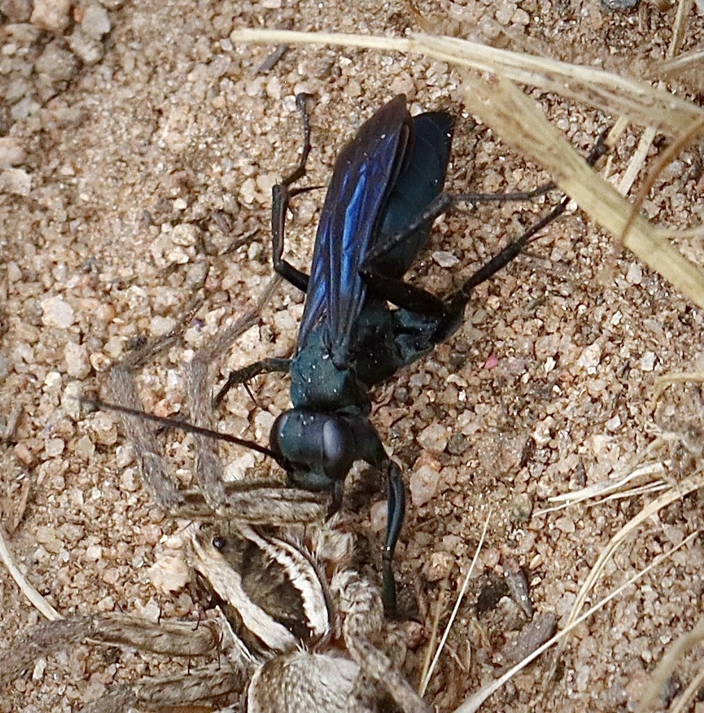 Aporus From Laguna Mountains, San Diego County, Ca, Usa On August 20 