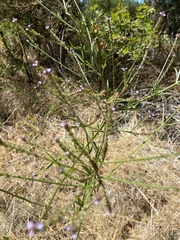 Verbena
