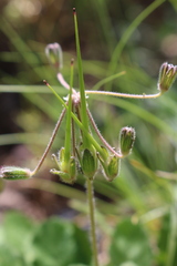 Erodium battandieranum