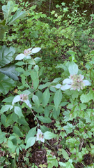 Pycnanthemum