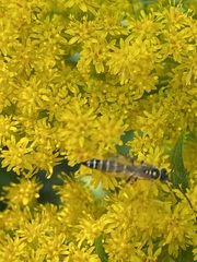 Myzinum quinquecinctum