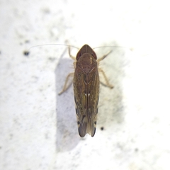 Portaninae