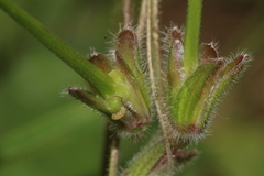 Erodium battandieranum