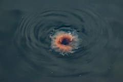 Cyanea