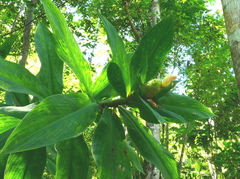 Costus laevis
