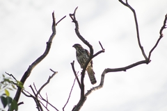 Buteo plagiatus