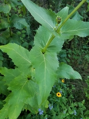 Silphium perfoliatum