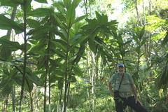 Costus laevis