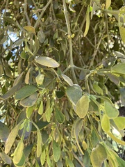 Phoradendron villosum