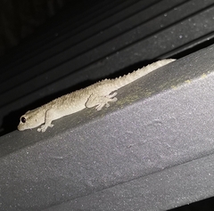 Tarentola mauritanica