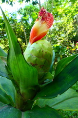 Costus laevis