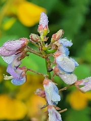 Desmodium paniculatum