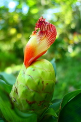 Costus laevis