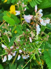 Desmodium paniculatum