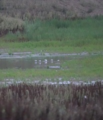 Recurvirostra avosetta