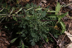 Rhamphospermum pubescens