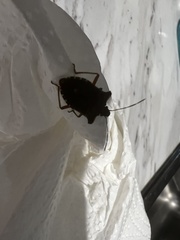 Pentatoma rufipes