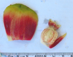 Costus laevis