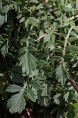 Rhamphospermum pubescens