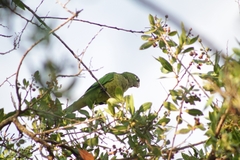 Eupsittula nana