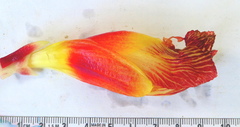 Costus laevis