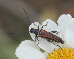 Stenopterus ater