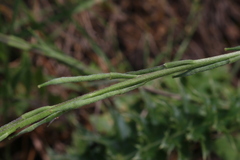 Rhamphospermum pubescens