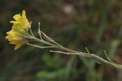 Rhamphospermum pubescens
