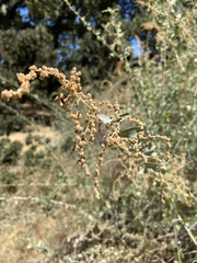 Atriplex lentiformis
