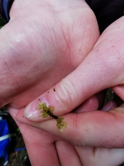 Mniaceae