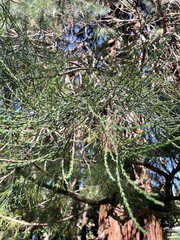 Sequoiadendron